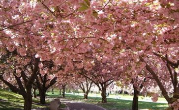 sakura pq carmo 364x225 - Conheça as cerejeiras do Parque do Carmo