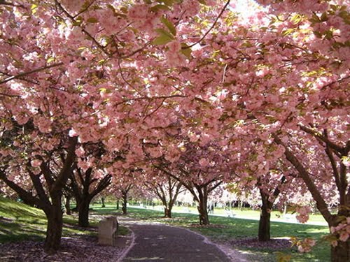 sakura pq carmo - Conheça as cerejeiras do Parque do Carmo