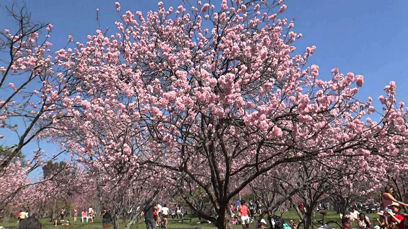 cerejeira - Festival das Cerejeiras no Parque do Carmo