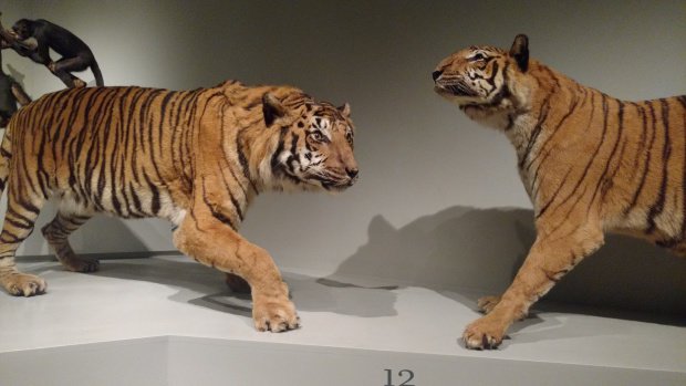 foto divulgacao 4 - Conheça o Museu de Zoologia de São Paulo