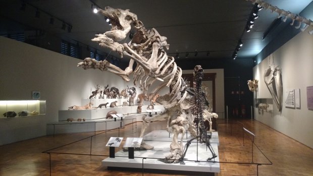 foto divulgacao 6 - Conheça o Museu de Zoologia de São Paulo