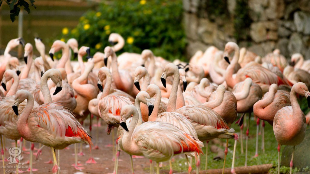 flamingo chileno - Um dos melhores Zoológicos do Brasil é o de São Paulo, conheça!