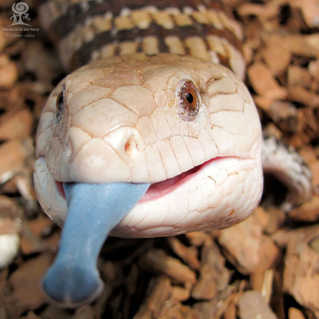lagarto da lingua azul - Um dos melhores Zoológicos do Brasil é o de São Paulo, conheça!