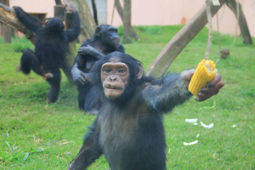 zoológico