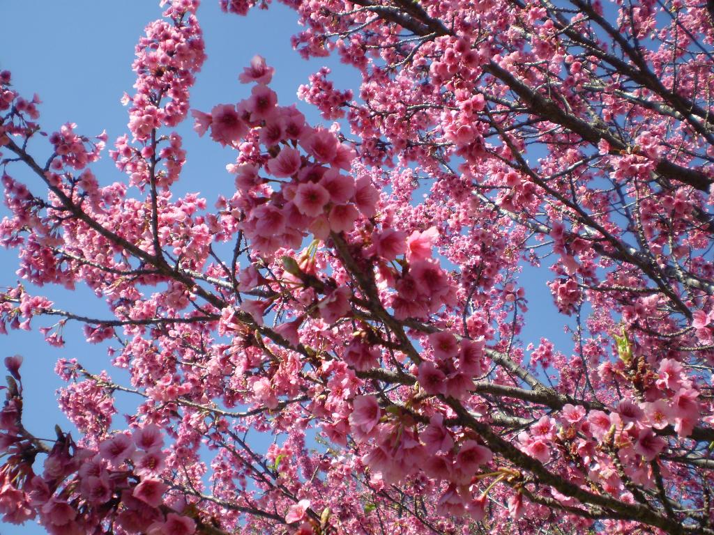 cerejeiras - Festival das Cerejeiras no Parque do Carmo
