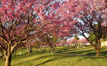 Está chegando o Festival das Cerejeiras no Parque do Carmo