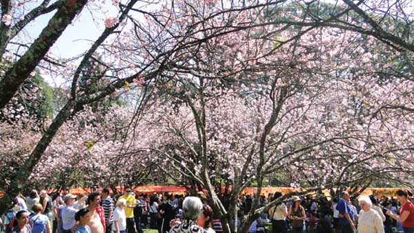 cerejeiras4 - Festival das Cerejeiras no Parque do Carmo