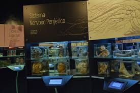 saude é vital - Conheça o Museu de Anatomia da USP, aqui em São Paulo!
