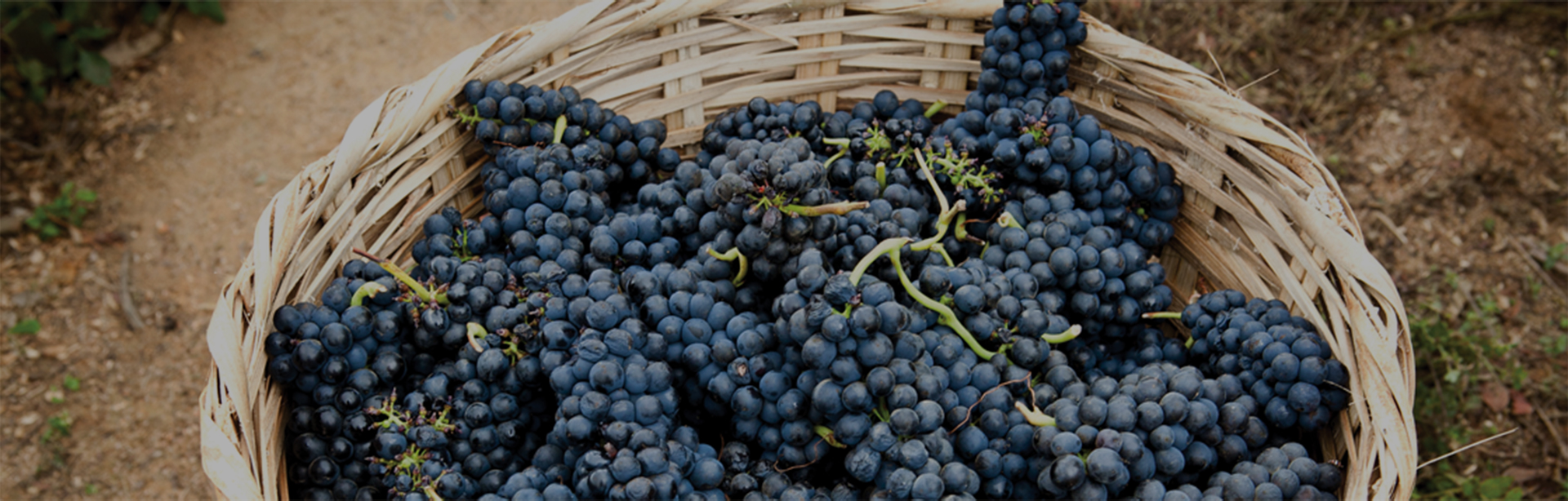 uvas - Uma vinícola premiada no meio de uma plantação de Café!