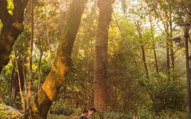 10 lugares para estudar ou ler um bom livro em São Paulo