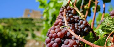 Conheça 5 lugares que fazem parte da rota do vinho em SP